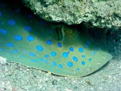 Eilat ,Israel - when laying on my stomach for 10 minutes ... by Mick Meirovitz 